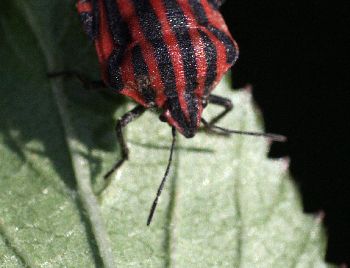 Graphosoma lineatum italicum? S